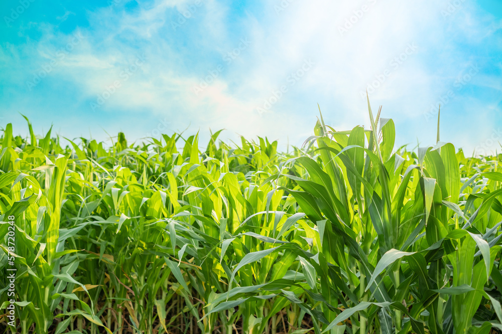 Obraz premium Green Corn field with blue sky and sunny day, young corn tree for graphic desing, poster, banner