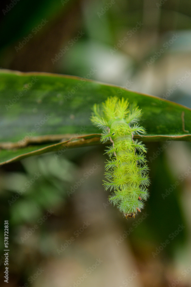Naklejka premium green caterpillar on a leaf, wild nature, poisonous caterpillar, green caterpillar