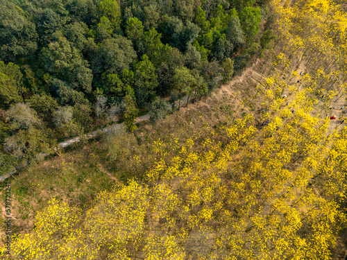 golden trumpet tree forest, aerial view