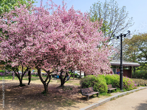 Fototapeta Naklejka Na Ścianę i Meble -  분홍 벚꽃나무 아래 공원 벤치 의자 (올림픽공원)
