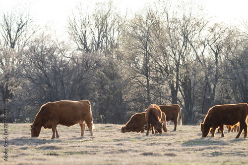 Cattle grazing in early spring  backlit by the sun