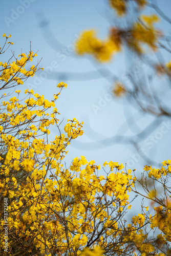 golden trumpet tree branch on blue sky © imphilip