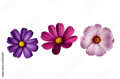 pink flower isolated