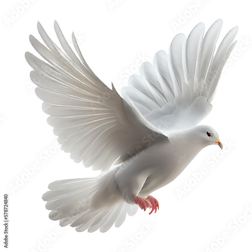 Fototapete dove isolated on white background