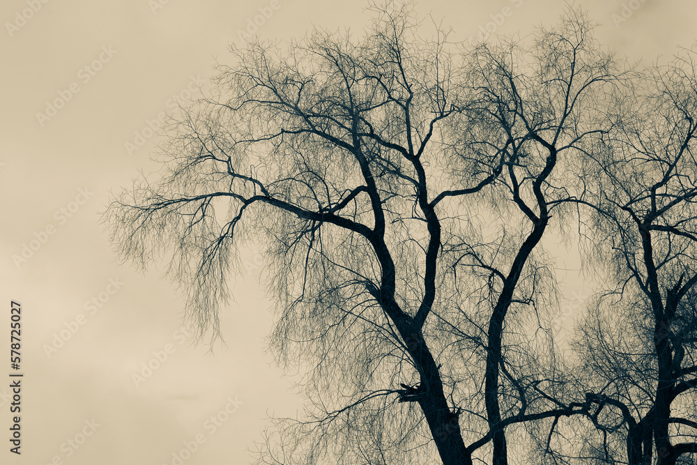 Seppia. Tree branches in a cloudy yellow sky. A bare tree. Seppia. Tree branches in a cloudy yellow sky. A bare tree.