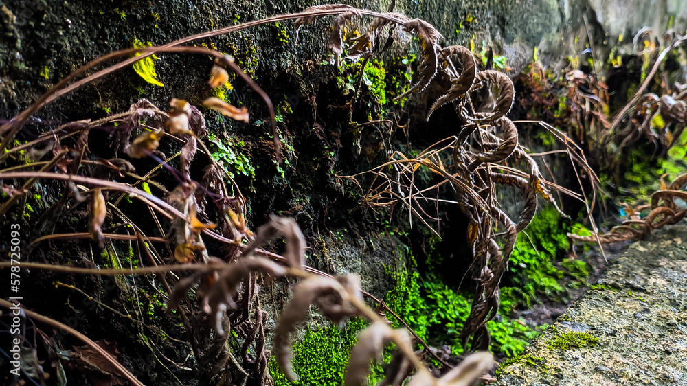 a wild plant with brown leaves growing on a damp wall. Empty space for design and text. Nature wallpapers. a wild plant with brown leaves growing on a damp wall. Empty space for design and text. Nature wallpapers.