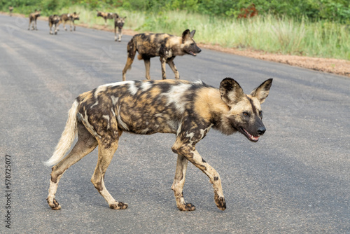 African Wild Dog searching for food, playing and running in the Kruger National Park in South Africa