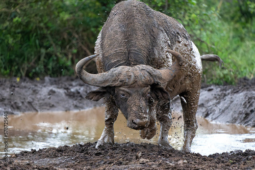 Old Affrican Buffalo (Syncerus caffer) bull walking after a mud bath in Hluhluwe Imfolozi National Park in South Africa