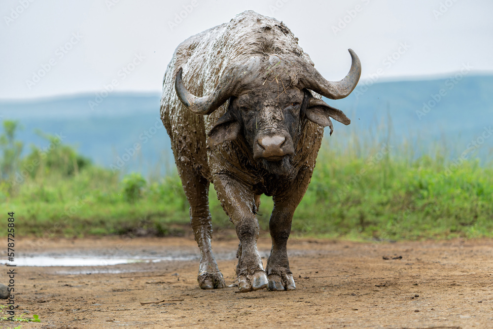 Obraz premium Old Affrican Buffalo (Syncerus caffer) bull walking after a mud bath in Hluhluwe Imfolozi National Park in South Africa