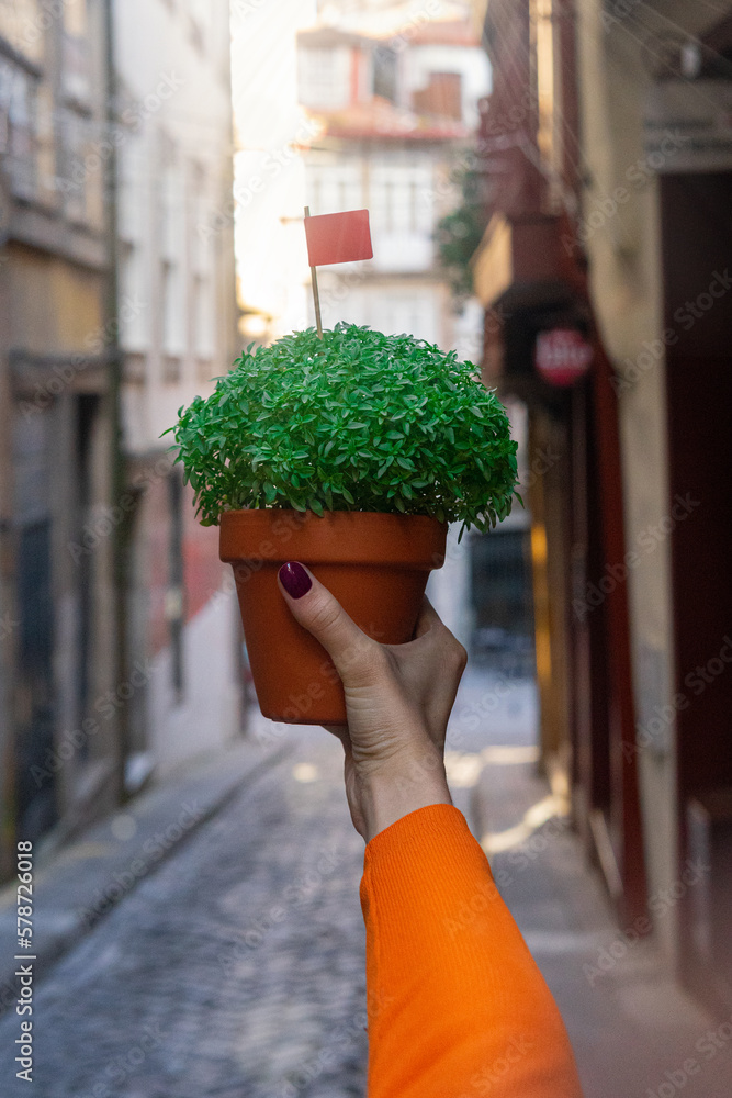 Woman hand with Basil in a pot Manjerico plants on the street. The symbol of the Portuguese
