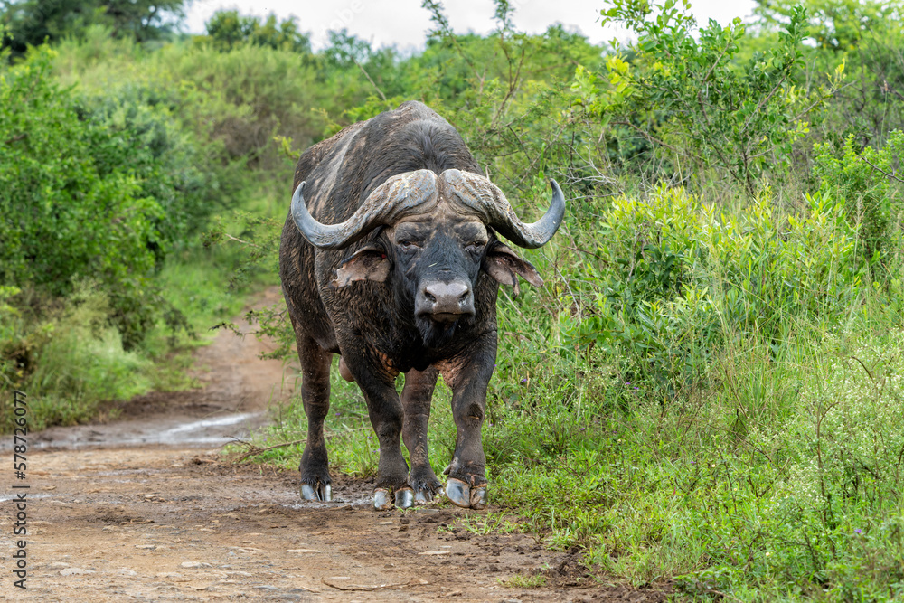Fototapeta premium Old Affrican Buffalo (Syncerus caffer) bull walking after a mud bath in Hluhluwe Imfolozi National Park in South Africa
