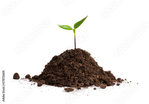 Little green plant sprouting from the soil heap. Young bell pepper seedling growing on the ground isolated on white background