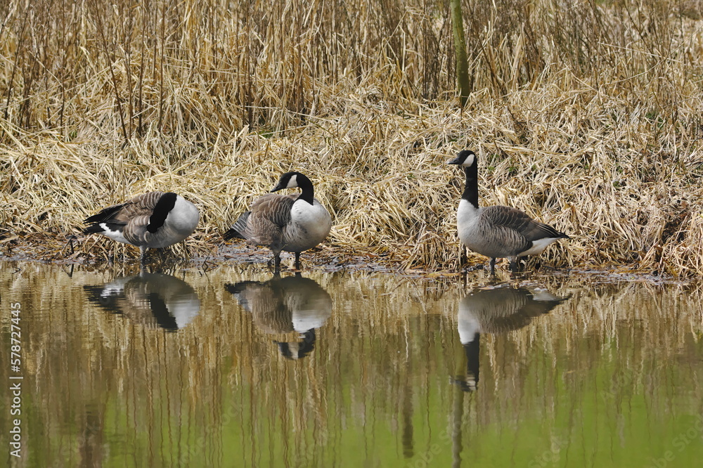 Canada Geese (Branta Canadensis) on Leeds Liverpool Canal, East Marton, Craven District, North Yorkshire, England Canada Geese (Branta Canadensis) on Leeds Liverpool Canal, East Marton, Craven District, North Yorkshire, England