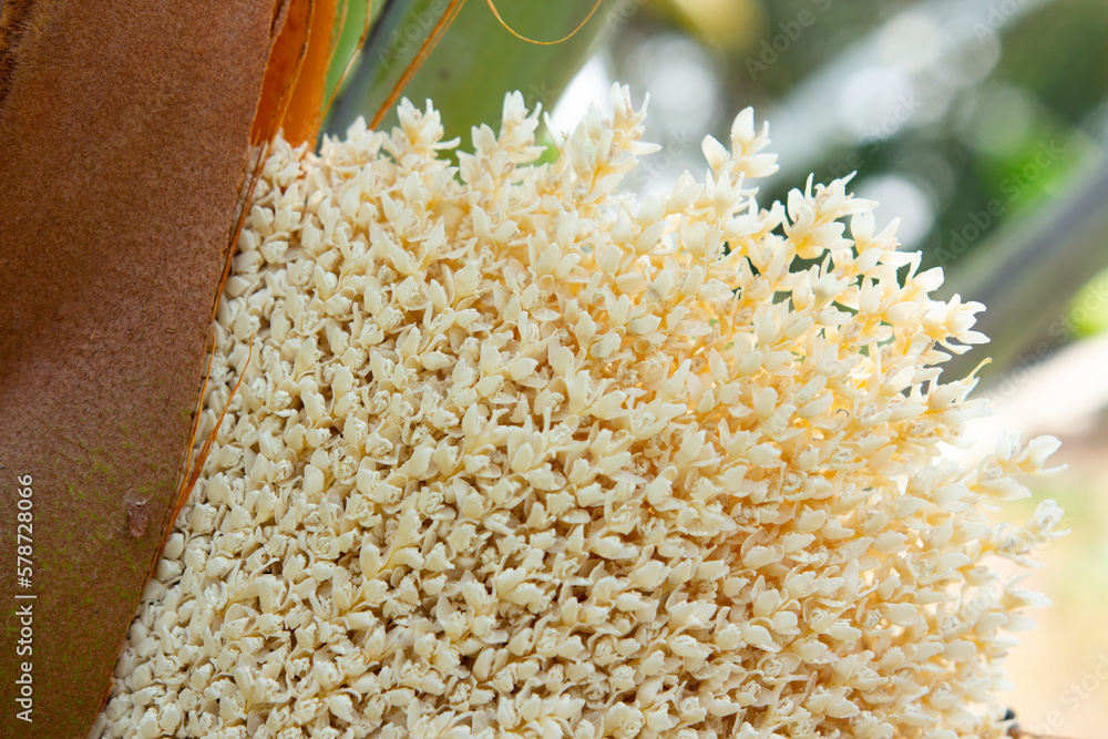 Blooming date palm male flower. Keep anther pollination transfer of