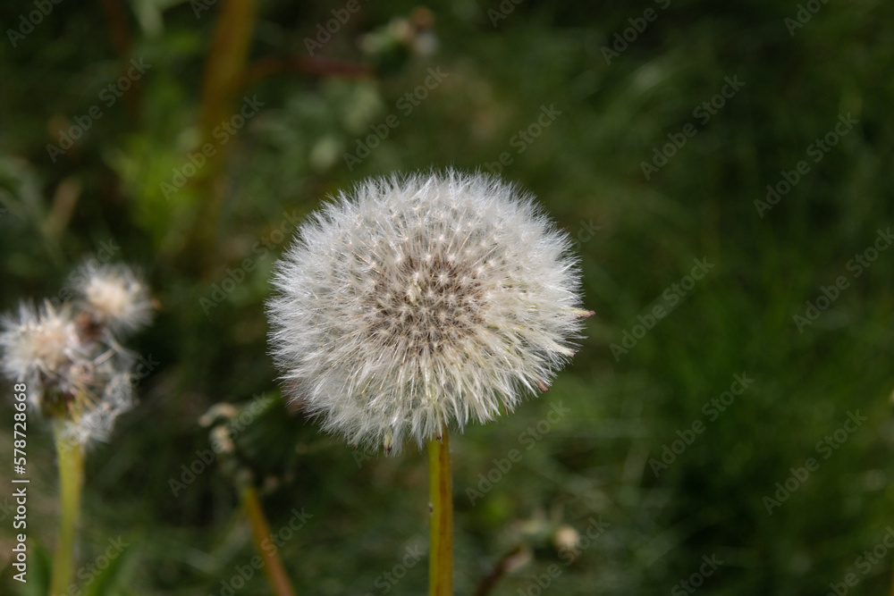 Fluffy white dandelion seed head on a green blurred background. Close-up. Fluffy white dandelion seed head on a green blurred background. Close-up.