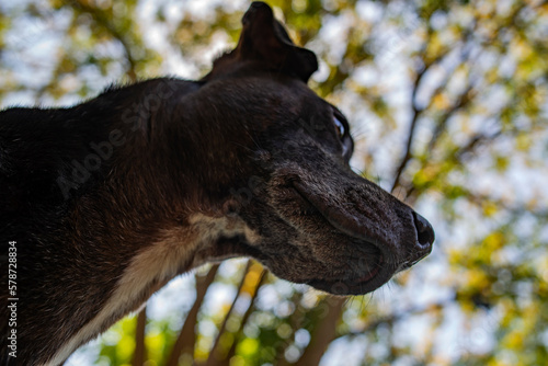 Perro negro en plano nadir