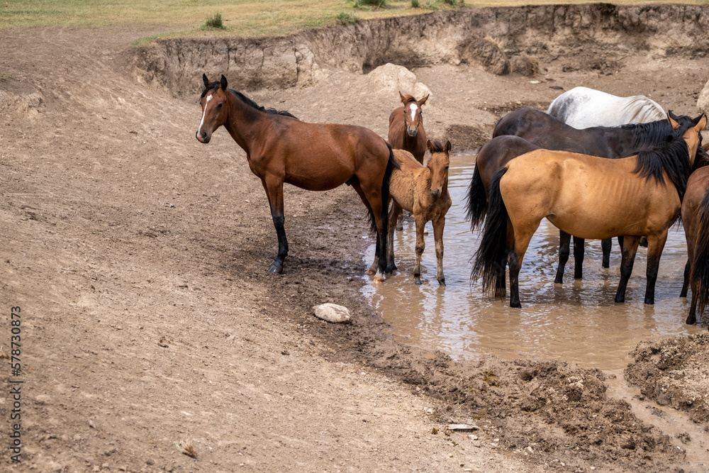 horse and foal