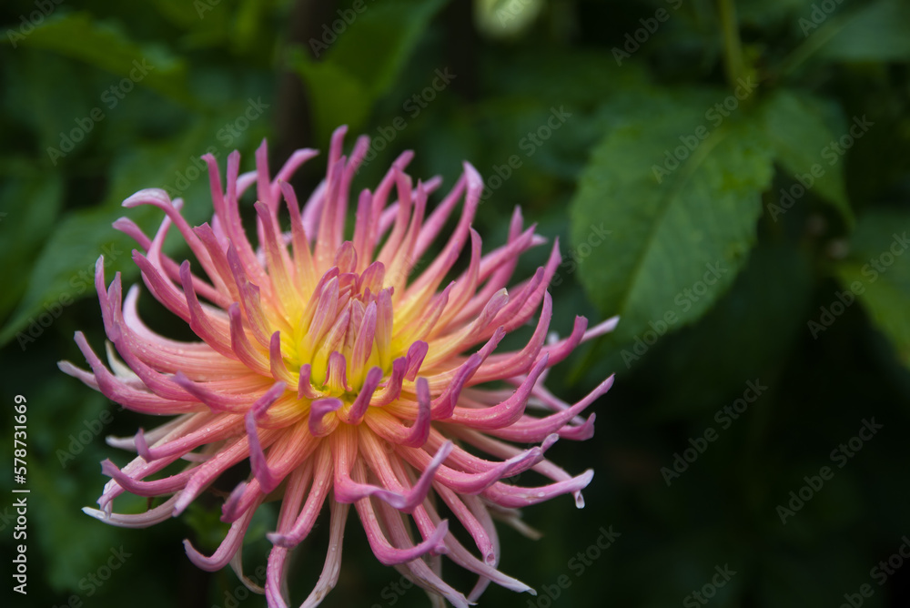 Close up of a dahlia flower, with green background foliage Close up of a dahlia flower, with green background foliage