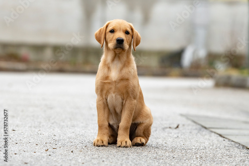 Adorable golden labrador retriever puppy sitting