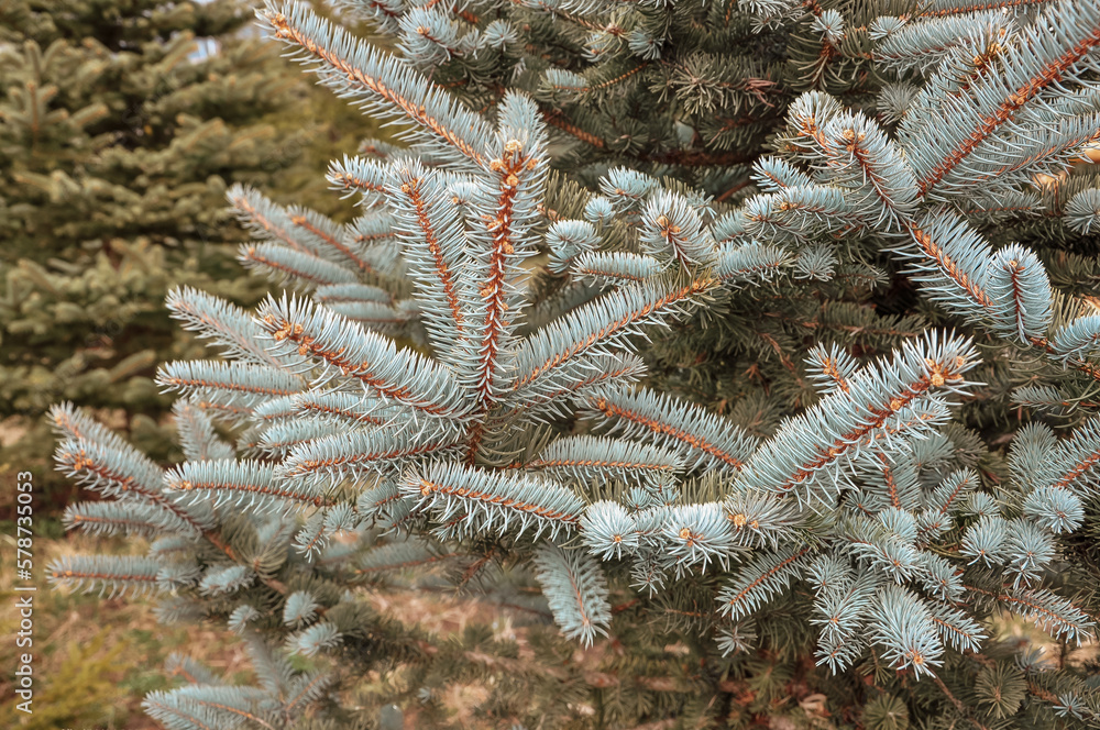 Coniferous forest. Young coniferous tree close-up. Coniferous forest. Young coniferous tree close-up.