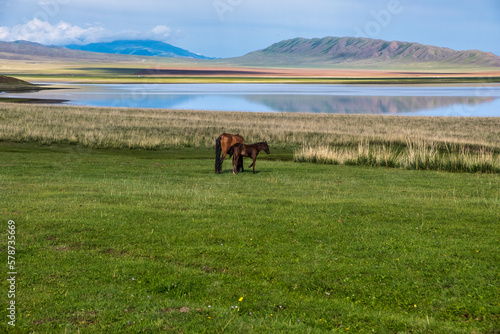 horse in the field © Александр Ульман