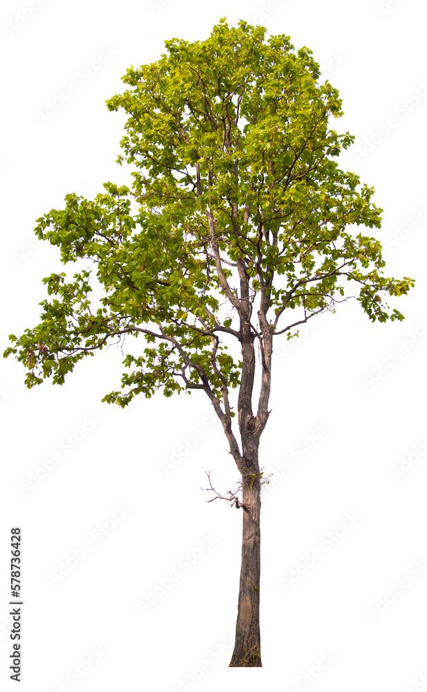 PNG tree with removed original background for easy to drag and drop in new project PNG tree with removed original background for easy to drag and drop in new project