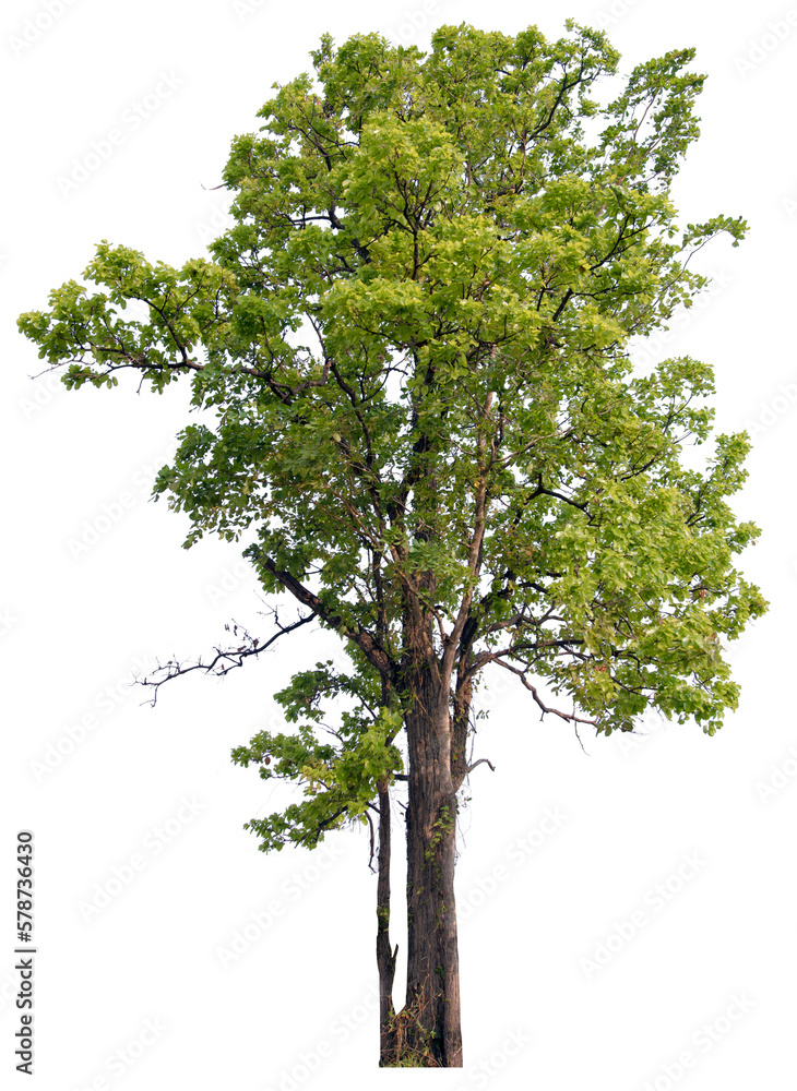 Obraz premium PNG tree with removed original background for easy to drag and drop in new project