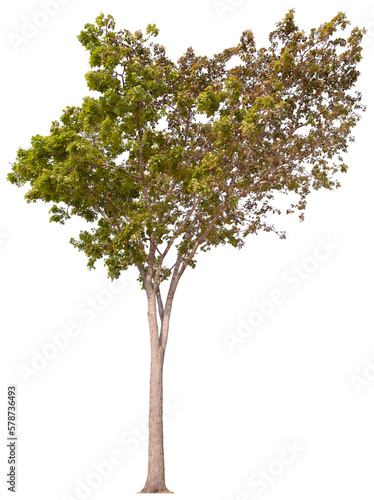 PNG tree high quality cut out from original background 
