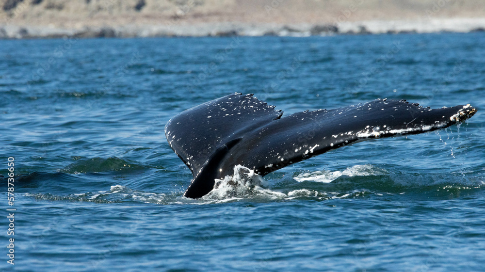 Fototapeta premium Aleta Caudal Ballena Jorobada.