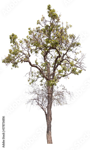 PNG tree high quality cut out from original background  © Piyapa