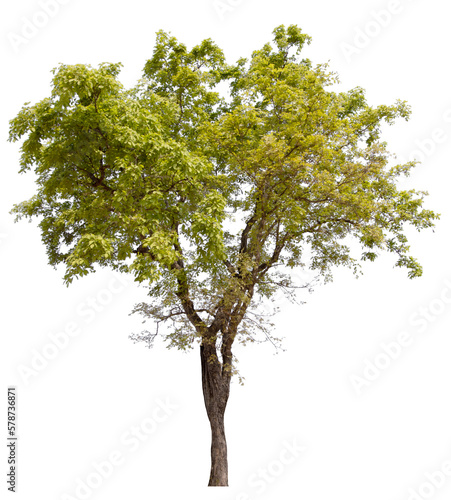 PNG tree with removed original background for easy to drag and drop in new project