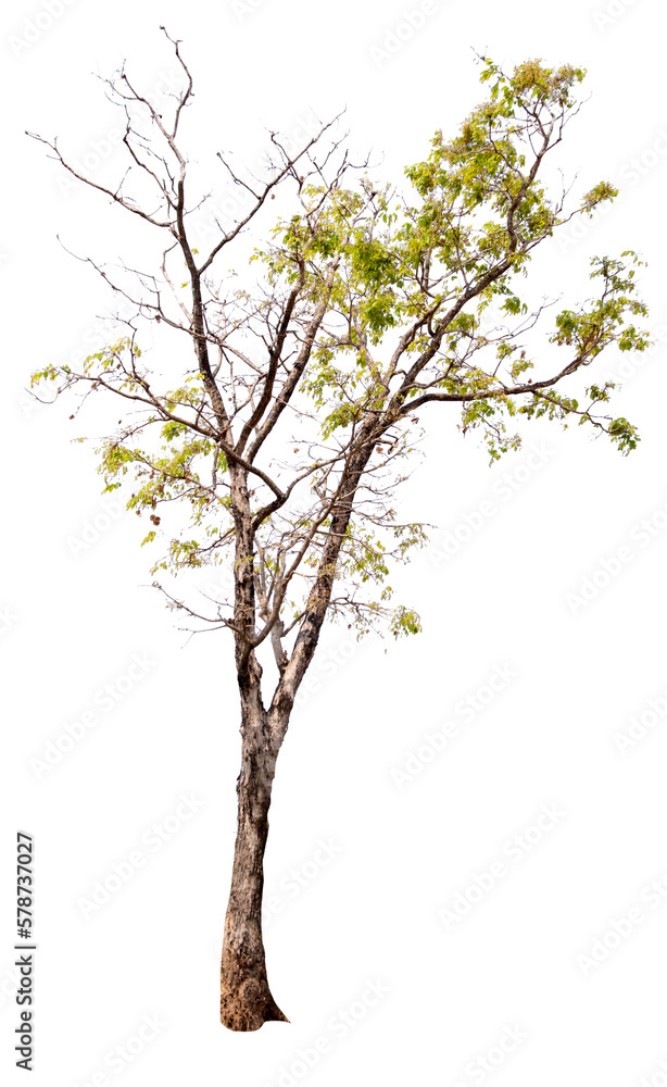 Obraz premium PNG tree with removed original background for easy to drag and drop in new project
