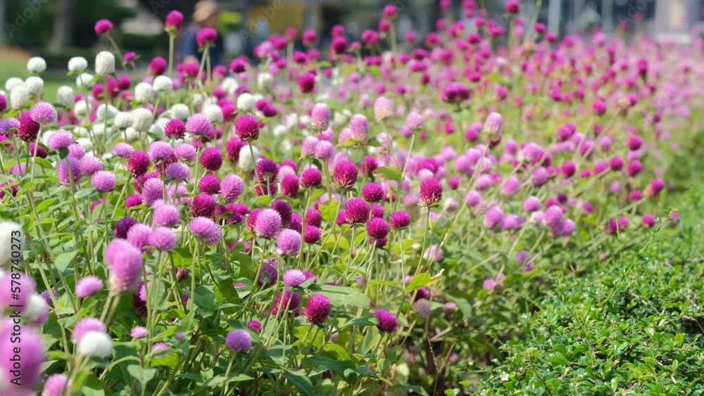 blooming flowers in the city park, beautiful lilac flowers blooming flowers in the city park, beautiful lilac flowers