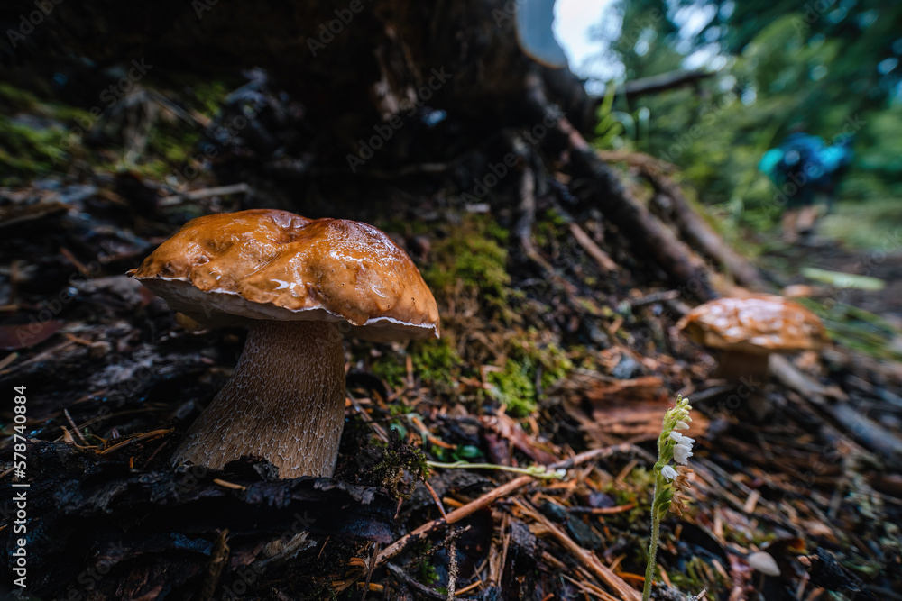 Fototapeta premium The view is close to a beautiful mushroom. On a path among a coniferous forest in the mountains of Georgia. Selective focus.