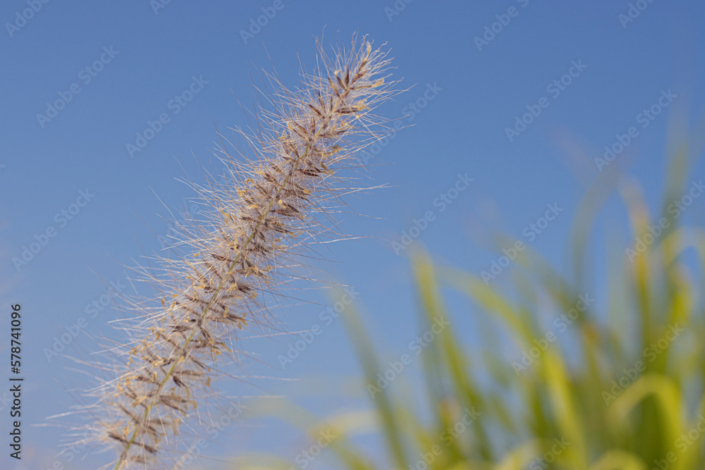 Grass in the wind Grass in the wind