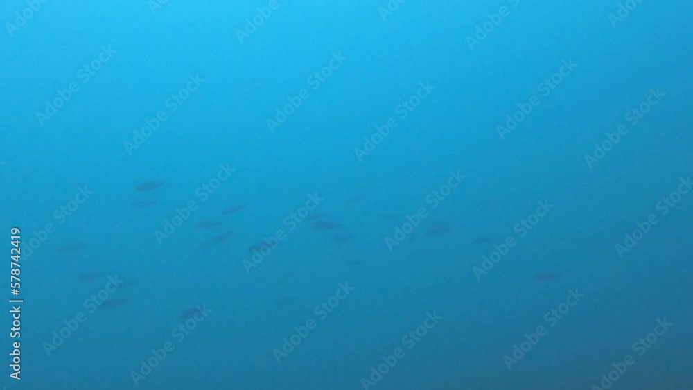 coral reef in the sea coral reef in the sea