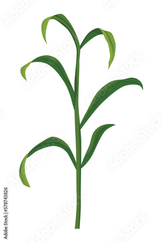 Corn growing stage. Maize growth plant isolated on white background. Farm plant evolving  development stage. Planting process