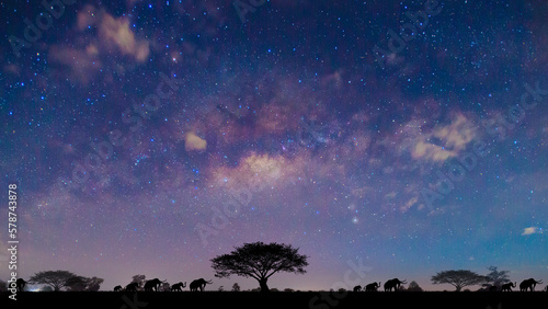 A herd of elephants travels during the night, on a blurred dark sky background.