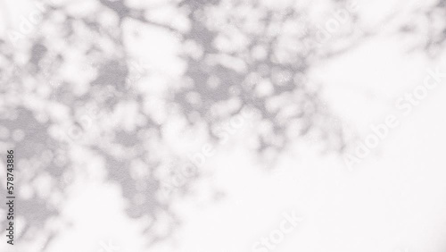 Tree shadow on a white wall. 4K seamless loop video