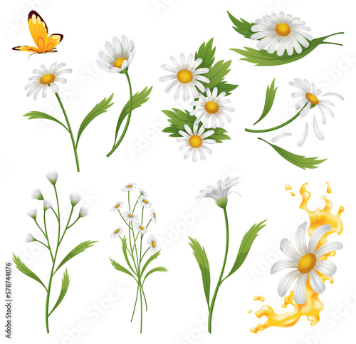 Chamomile flowers. Botanical illustration of daisies. Design elements for herbal tea  natural cosmetics  health care products or aromatherapy. White flowers with green leaves and stems