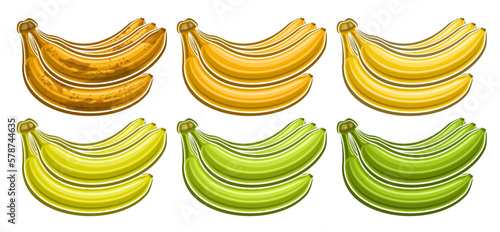 Vector Banana Bunch Set, horizontal voucher with lot collection of cut out illustrations of group assorted brown riped and green unriped banana bunches in a row on white background