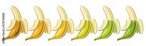Vector Opened Banana Set, horizontal voucher with lot collection of cut out illustrations of group assorted brown riped and green unriped peeled banana fruits in a row on white background