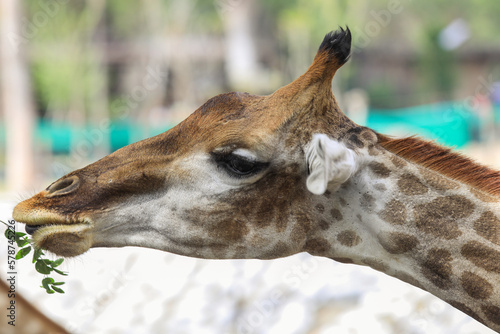 Close up View of the Giraffe Head Eating Grass in Thailand