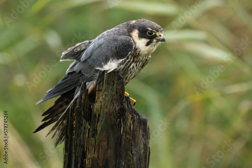 Portrait of an Eurasian Hobby perched on a wooden pole
 photo