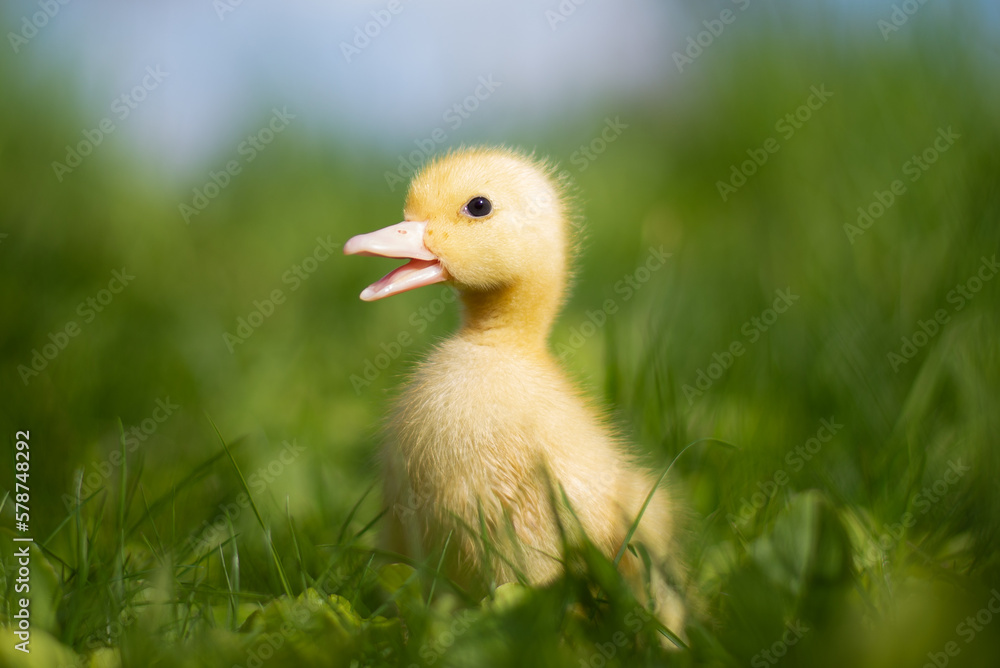 Obraz premium Yellow cute duckling running on meadow field on sunny day.