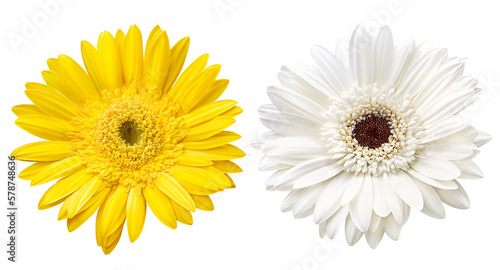 flor gérbera amarela e flor gérbera branca isoladas em fundo transparente - flor margarida 