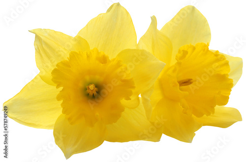 Flower daffodil