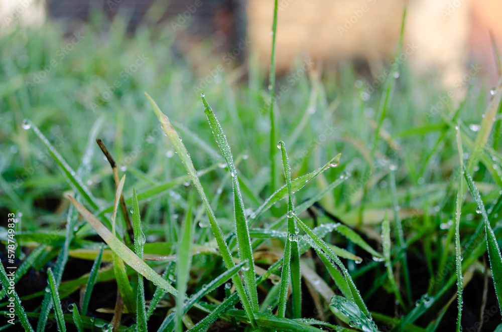 Green meadow grass wet with the first morning dew.