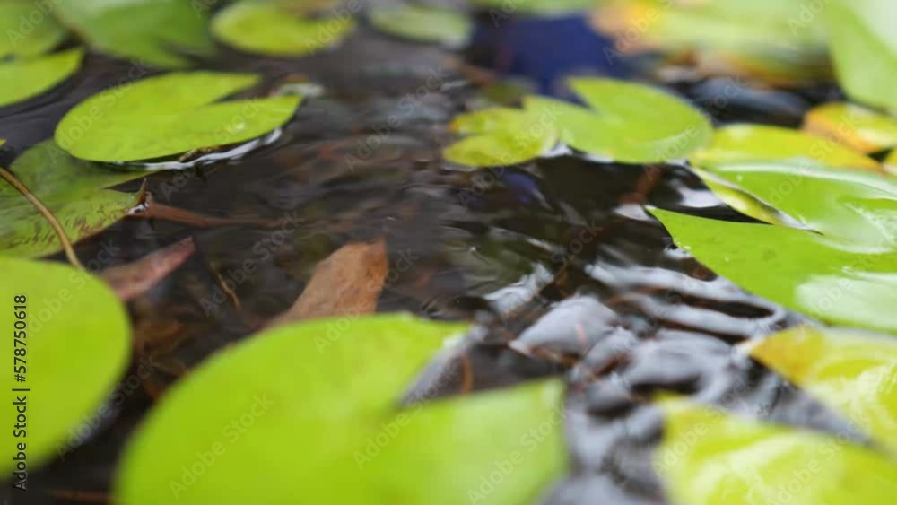 Rain drops on water lily in the small pond Rain drops on water lily in the small pond