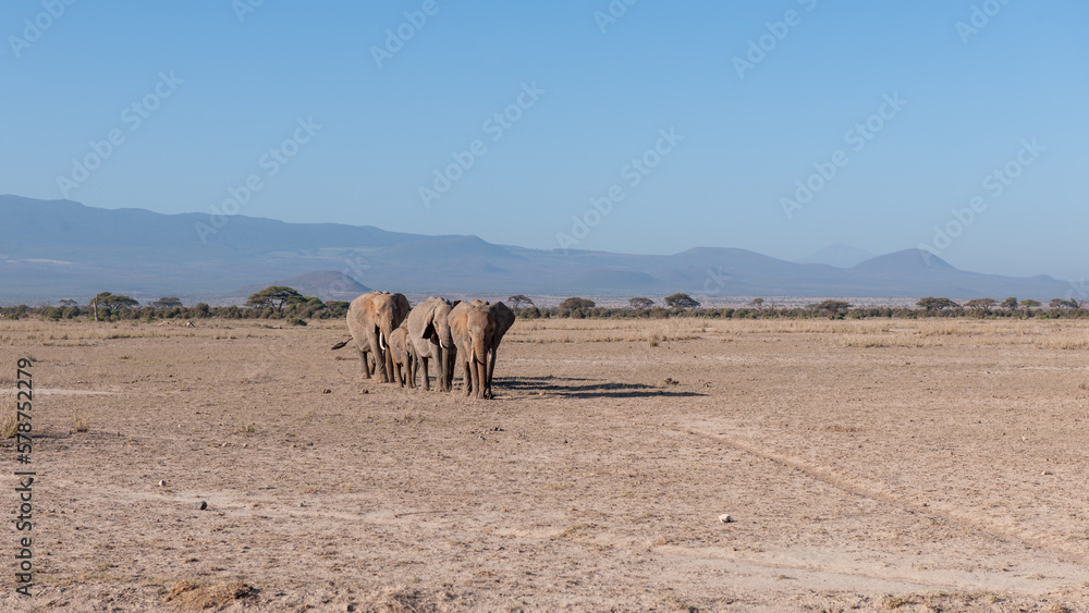 big elephant in the savannah of Africa big elephant in the savannah of Africa